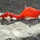 Ejemplar de dragón marino rojo encontrado en la playa en 2015 y que permitió catalogar la especie por primera vez. Foto: Australian Geographic